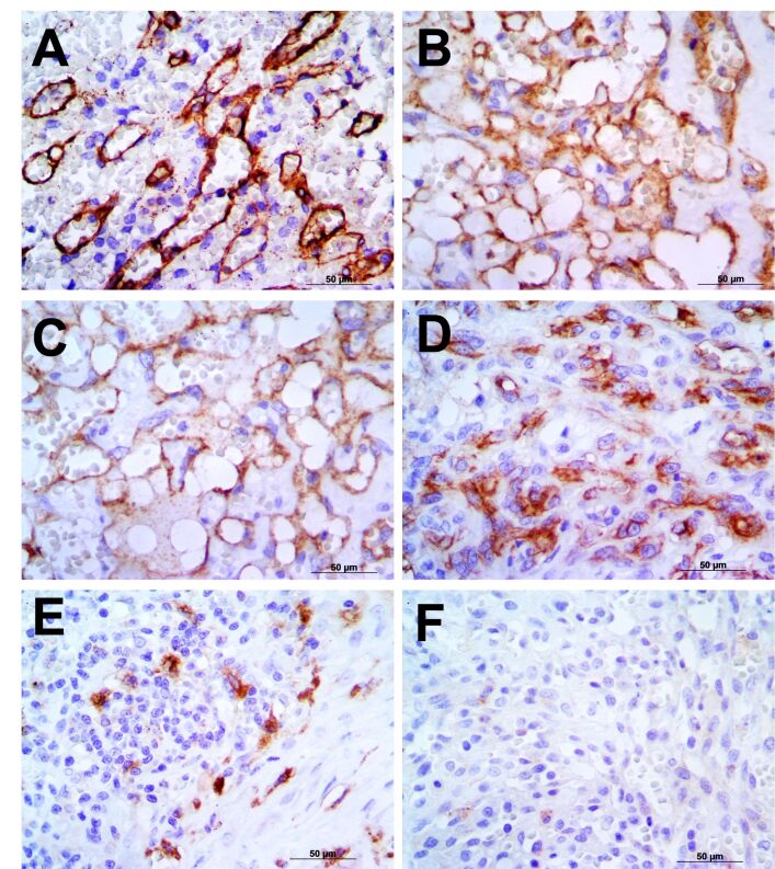 Analysis of VEGFR-2 and PDGFR-β expression in canine splenic hemangiosarcoma to identify drug repositioning candidates.
