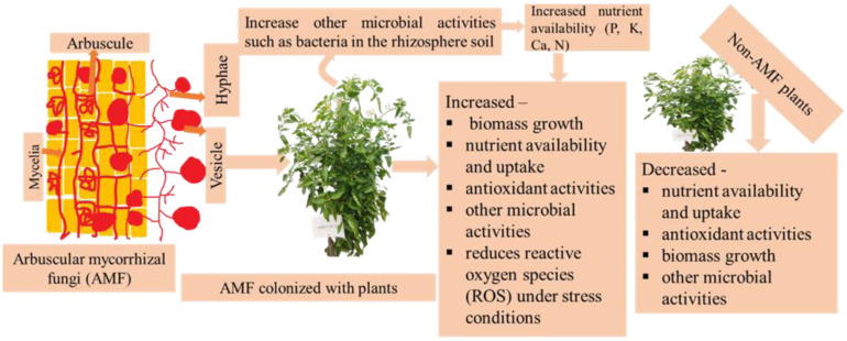 The reduction of abiotic stress in food crops through climate-smart mycorrhiza-enriched biofertilizer.