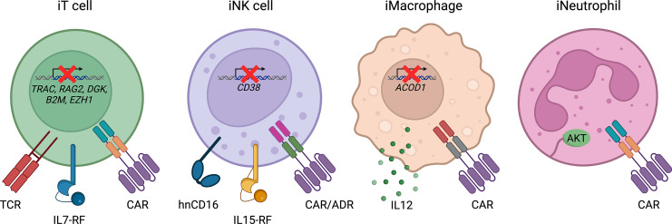 Adoptive Cell Therapy from the Dish: Potentiating Induced Pluripotent Stem Cells.