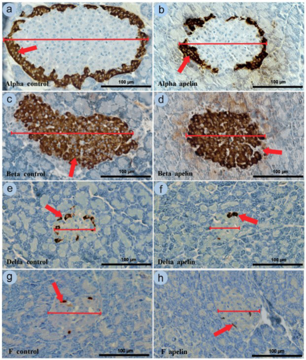 Immunodetection of selected pancreatic hormones under intragastric administration of apelin-13, a novel endogenous ligand for an angiotensin-like orphan G-protein coupled receptor, in unweaned rats.