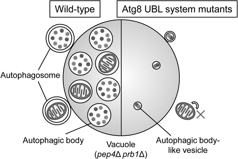 Re-exploration of all <i>ATG</i> genes.