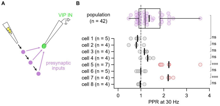 The short-term plasticity of VIP interneurons in motor cortex.