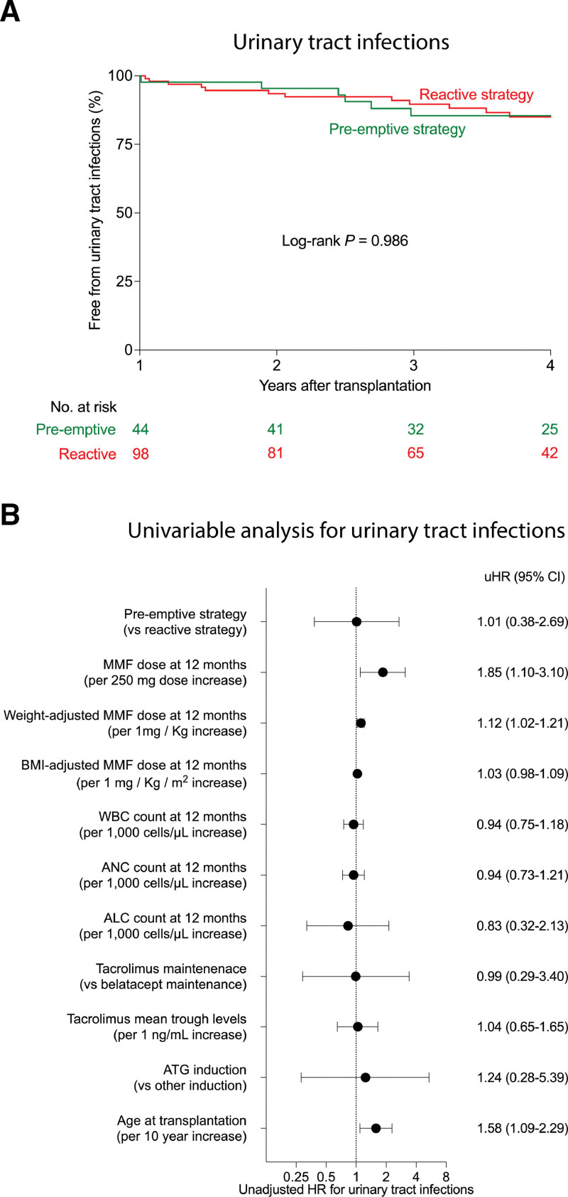 Safety and Efficacy of a Preemptive Mycophenolate Mofetil Dose Reduction Strategy in Kidney Transplant Recipients.
