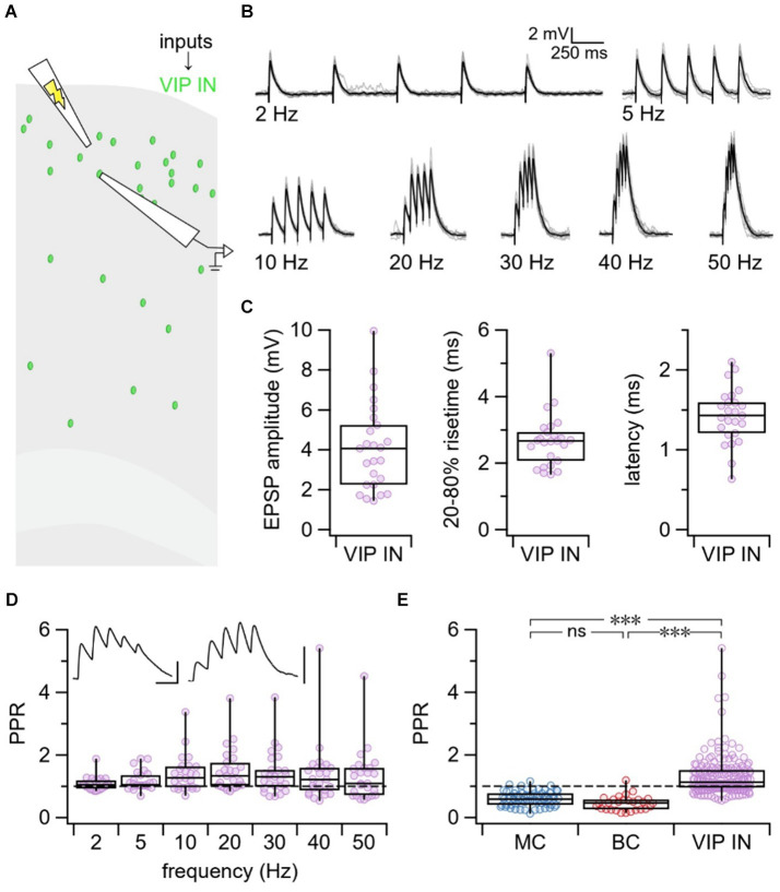 The short-term plasticity of VIP interneurons in motor cortex.