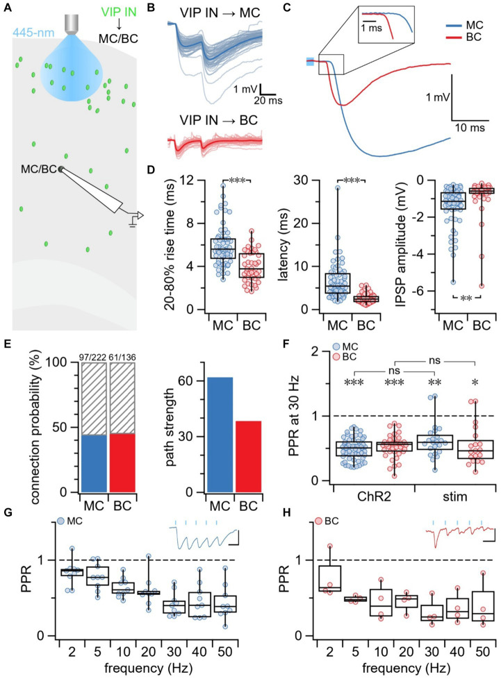 The short-term plasticity of VIP interneurons in motor cortex.