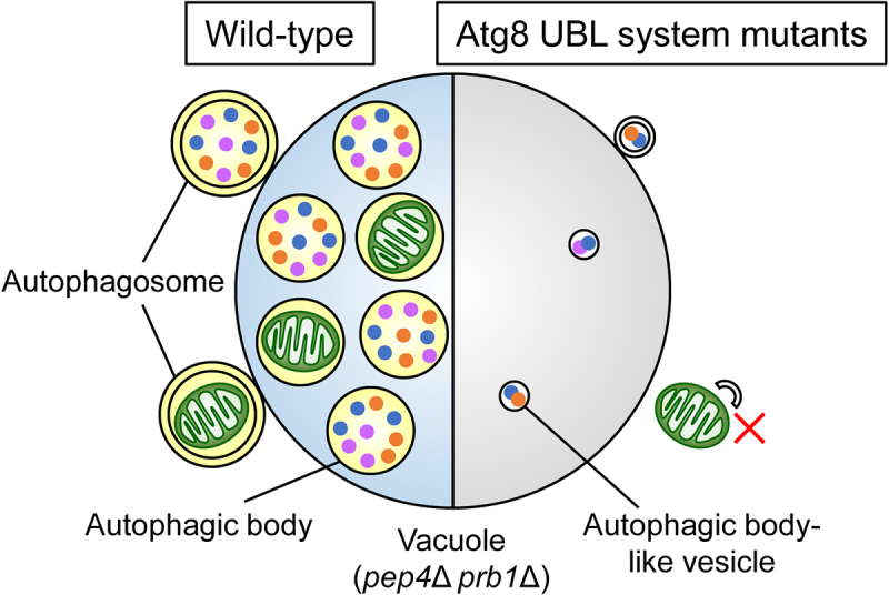 Re-exploration of all <i>ATG</i> genes.