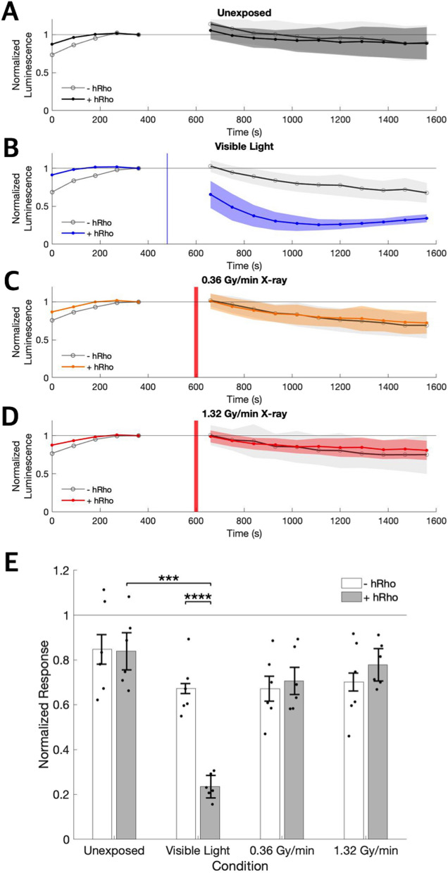 Ectopically expressed rhodopsin is not sensitive to X-rays.