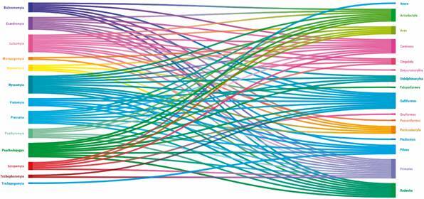 You are what you eat: a systematic review exploring the interaction between Brazilian sand flies and their vertebrate food sources.