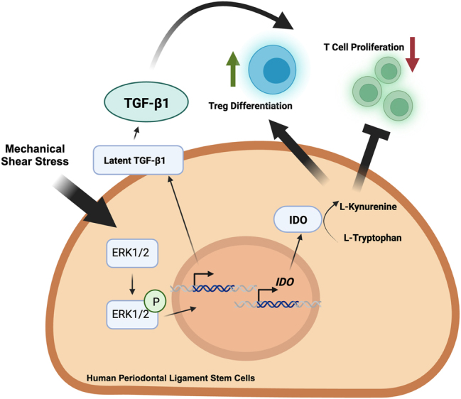 Mechanical force modulates inflammation and immunomodulation in periodontal ligament cells.
