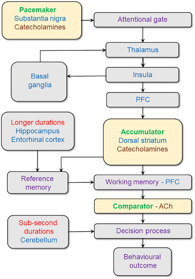 Brain mechanisms of temporal processing in impulsivity: Relevance to attention-deficit hyperactivity disorder.