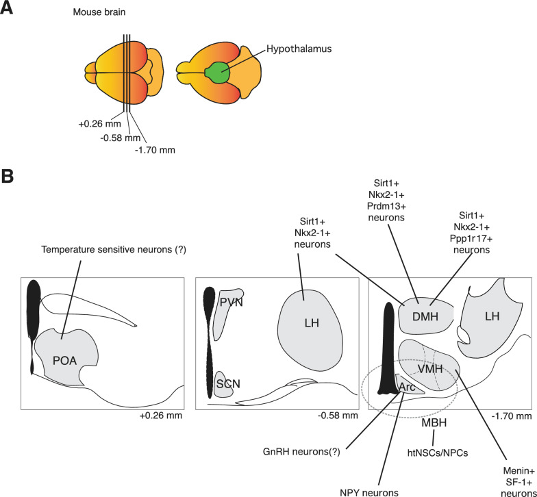 Role of the central nervous system in cell non-autonomous signaling mechanisms of aging and longevity in mammals.