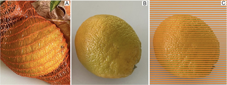 Perceptual ripening of oranges.