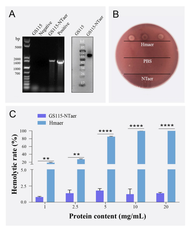 <i>Pichia pastoris</i> composition expressed aerolysin mutant of <i>Aeromonas veronii</i> as an oral vaccine evaluated in zebrafish (<i>Danio rerio</i>).