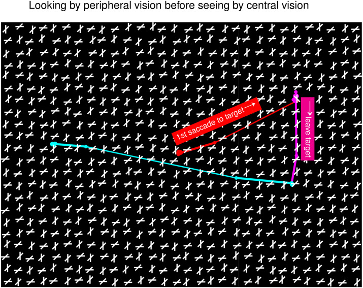 Looking with or without seeing in an individual with age-related macular degeneration impairing central vision.