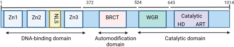 Transcriptional regulation mechanism of PARP1 and its application in disease treatment.