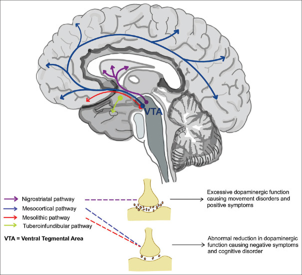 The role of netrin G1-netrin-G-ligand-1 in schizophrenia.