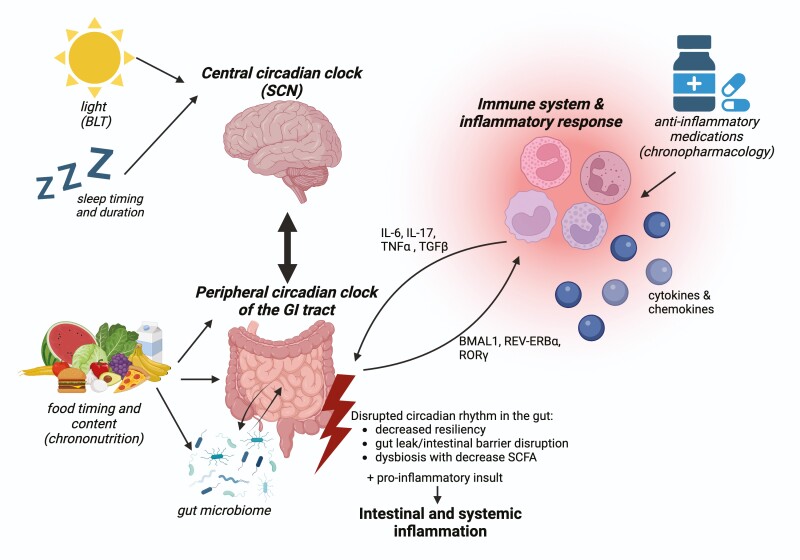 The circadian rhythm as therapeutic target in inflammatory bowel disease.