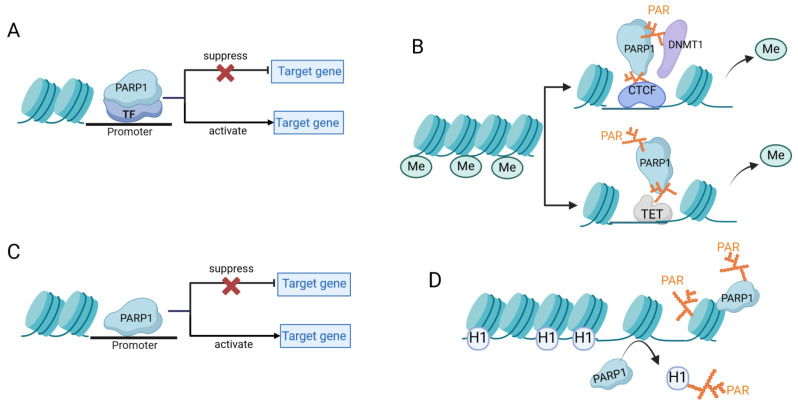 Transcriptional regulation mechanism of PARP1 and its application in disease treatment.