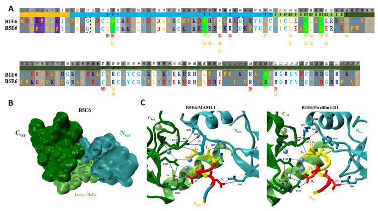 Comparative structural studies on Bovine papillomavirus E6 oncoproteins: Novel insights into viral infection and cell transformation from homology modeling and molecular dynamics simulations.
