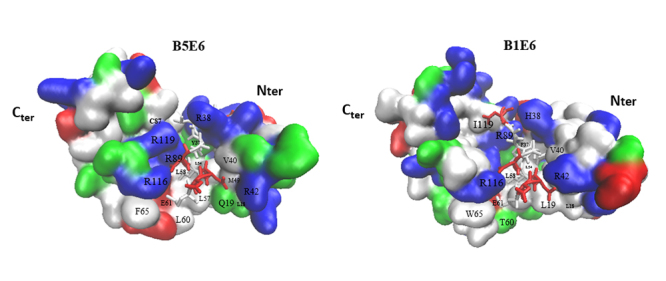 Comparative structural studies on Bovine papillomavirus E6 oncoproteins: Novel insights into viral infection and cell transformation from homology modeling and molecular dynamics simulations.