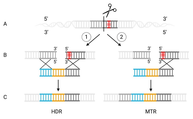 NHEJ and HDR can occur simultaneously during gene integration into the genome of Aspergillus niger.