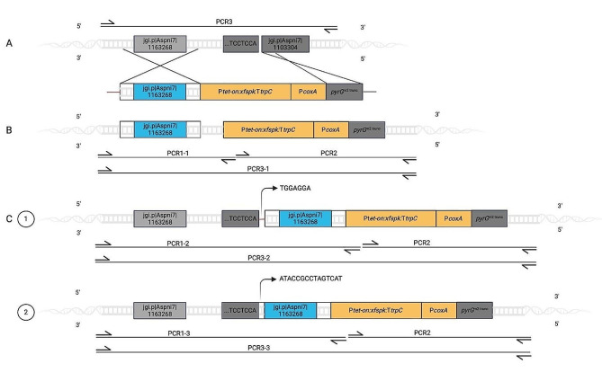 NHEJ and HDR can occur simultaneously during gene integration into the genome of Aspergillus niger.