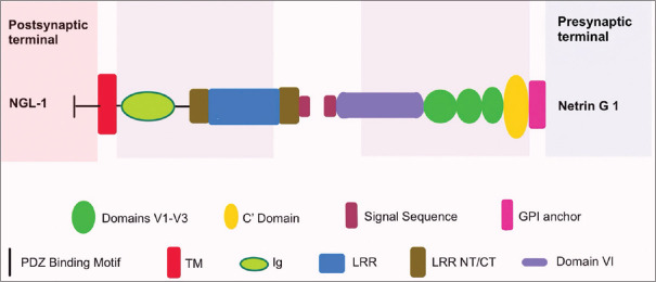 The role of netrin G1-netrin-G-ligand-1 in schizophrenia.