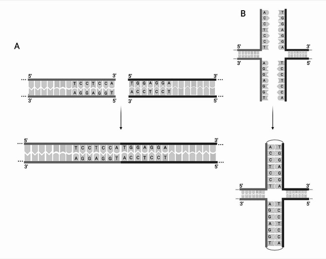 NHEJ and HDR can occur simultaneously during gene integration into the genome of Aspergillus niger.