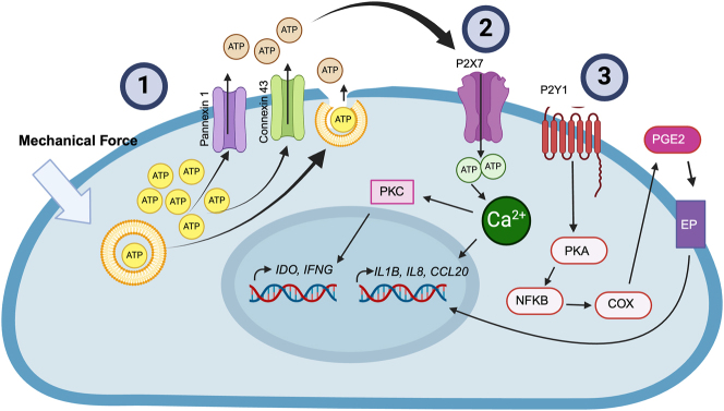 Mechanical force modulates inflammation and immunomodulation in periodontal ligament cells.