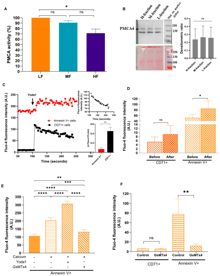Role of Piezo1 in Terminal Density Reversal of Red Blood Cells.