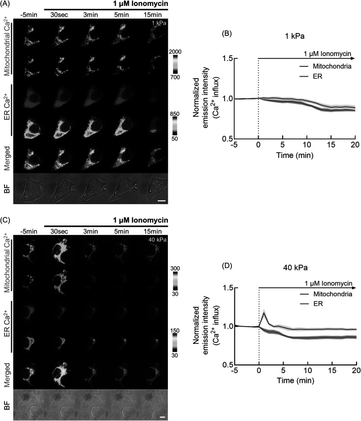 ECM stiffness regulates calcium influx into mitochondria via tubulin and VDAC1 activity.