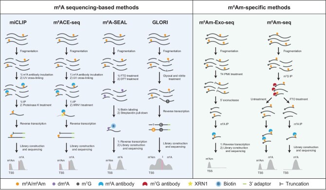 Regulation of m6Am RNA modification and its implications in human diseases.