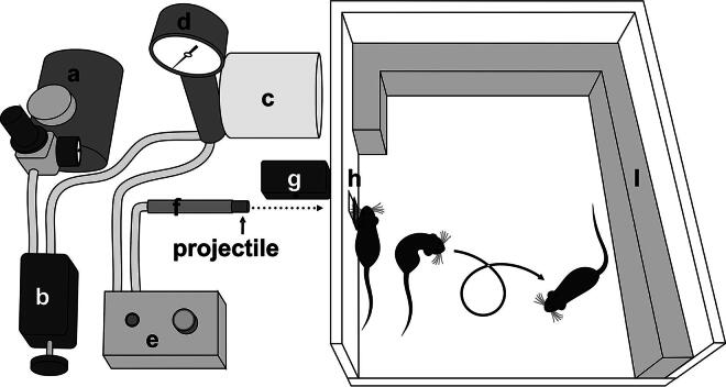 Acute and Reversible Hypothalamic Symptoms in a Lateral Head Impact Mouse Model of Mild Traumatic Brain Injury.