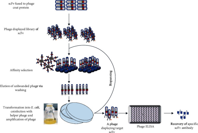 The Potential of Single-Chain Variable Fragment Antibody: Role in Future Therapeutic and Diagnostic Biologics.
