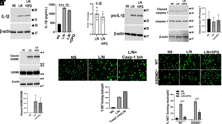 Poly(ADP-Ribose) Polymerase-1 Regulates Pyroptosis Independent Function of NLRP3 Inflammasome in Neutrophil Extracellular Trap Formation.