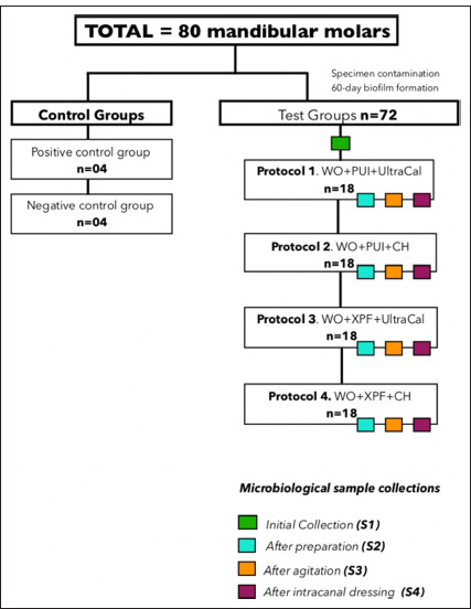 Effect of Disinfection Protocols on Bacterial Reduction in Mandibular Molars.