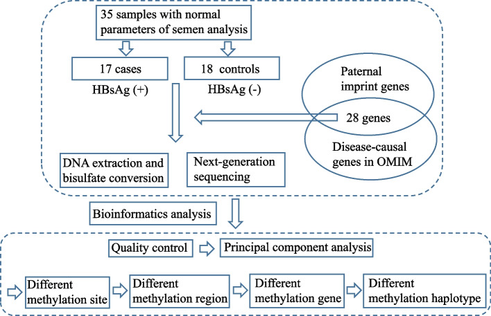 Differential methylation patterns in paternally imprinted gene promoter regions in sperm from hepatitis B virus infected individuals.