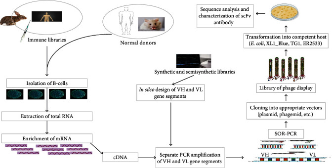 The Potential of Single-Chain Variable Fragment Antibody: Role in Future Therapeutic and Diagnostic Biologics.