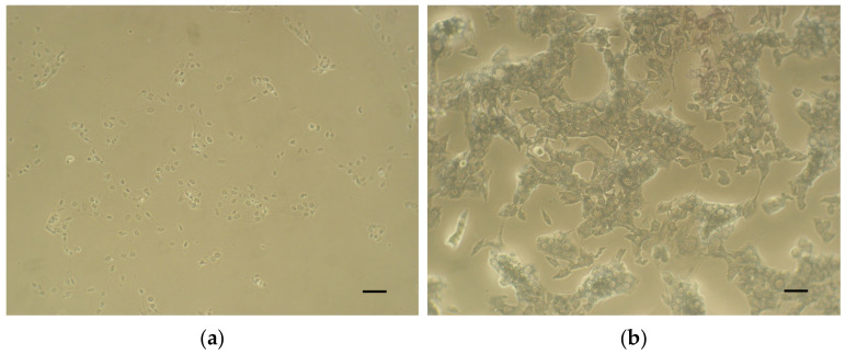 Evaluation of Cytotoxicity of the Dental Materials TheraCal LC, TheraCal PT, ApaCal ART and Biodentine Used in Vital Pulp Therapy: In Vitro Study.