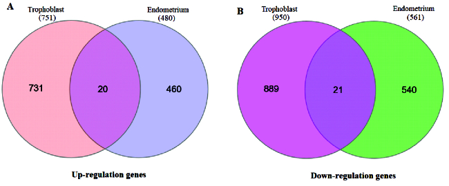 Comparison of the gene expression profiles of endometrial and trophoblastic cells in women with recurrent miscarriage: A bioinformatics approach.
