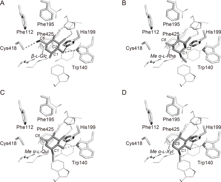 Substrate Specificity of GH29 α-L-Glucosidases from <i>Cecembia lonarensis</i>.