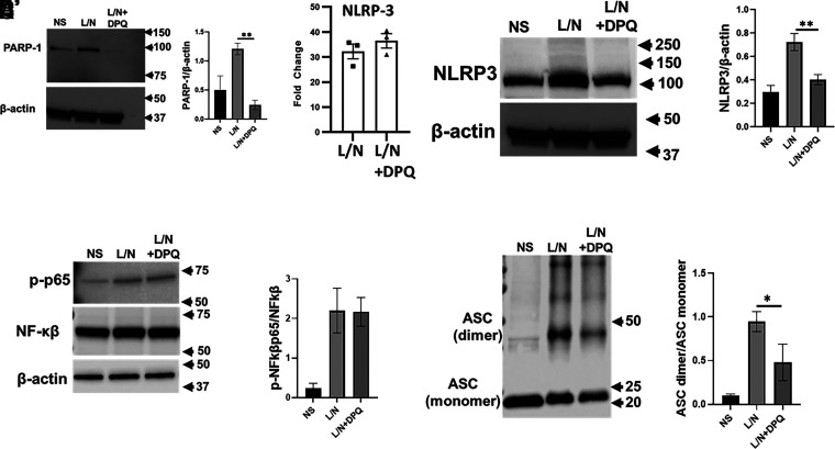 Poly(ADP-Ribose) Polymerase-1 Regulates Pyroptosis Independent Function of NLRP3 Inflammasome in Neutrophil Extracellular Trap Formation.