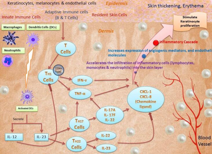 The treatment of psoriasis via herbal formulation and nano-polyherbal formulation: A new approach.