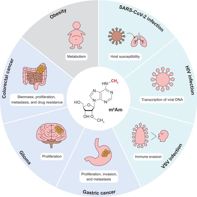 Regulation of m6Am RNA modification and its implications in human diseases.