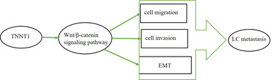 TNNT1 accelerates migration, invasion and EMT progression in lung cancer cells.