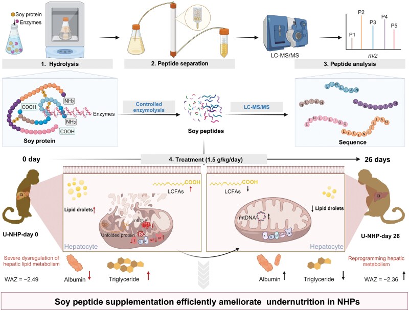 Soy peptide as an anecdote to undernutrition.