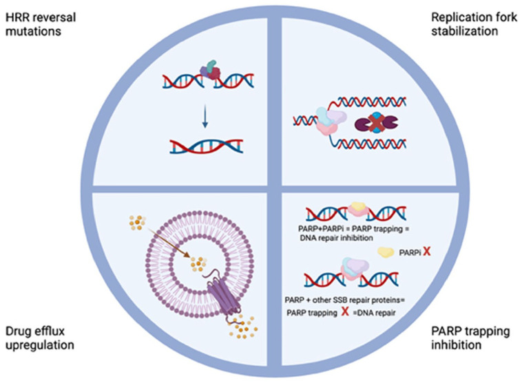 PARP inhibitors alone or in combination for prostate cancer.