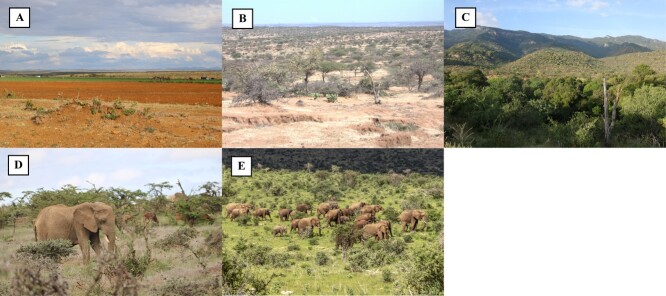 Adrenal and metabolic hormones demonstrate risk-reward trade-offs for African elephants foraging in human-dominated landscapes.