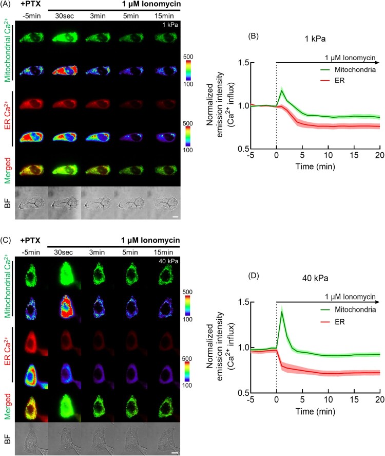 ECM stiffness regulates calcium influx into mitochondria via tubulin and VDAC1 activity.