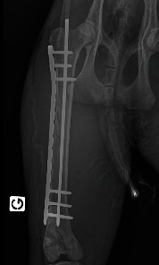 Immobilisation and Epidural Anaesthesia in a Eurasian Lynx (<i>Lynx lynx</i>) Undergoing Pelvic Limb Orthopaedic Surgery.